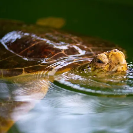 Portakal Blossom Villa *