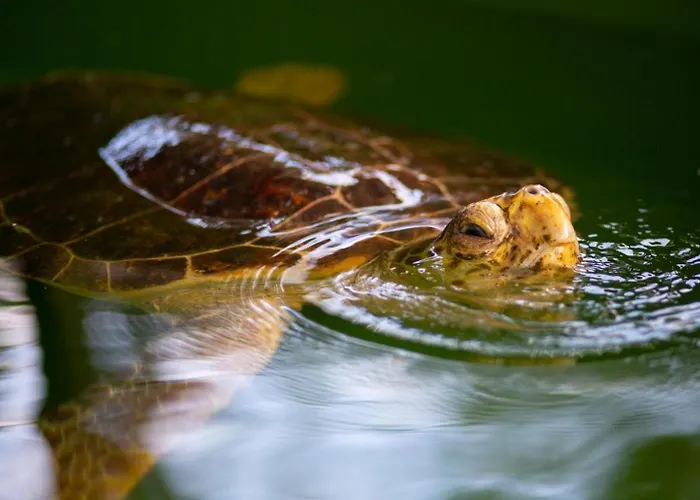 Portakal Blossom Villa *